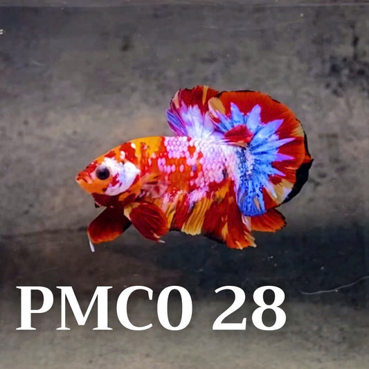 Multicolor Plakat Male Betta Fish