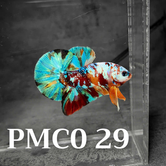 Multicolor Plakat Male Betta Fish