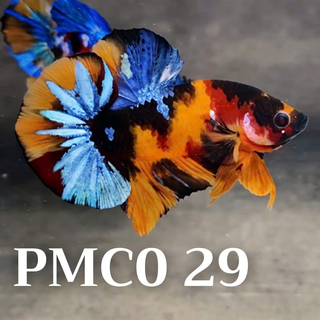 Multicolor Plakat Male Betta Fish |Show Grade|  You Pick Fish