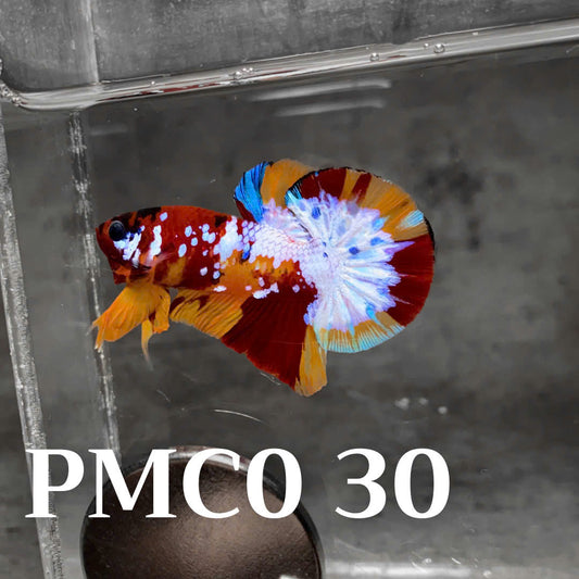 Multicolor Plakat Male Betta Fish