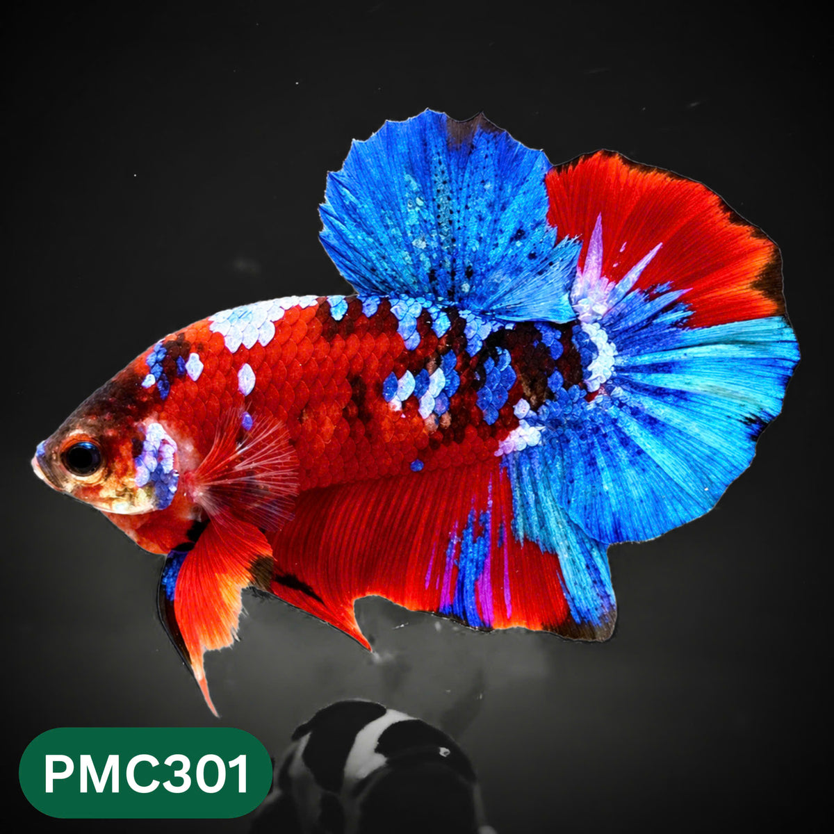Multicolor Plakat Male Betta Fish | Show Grade |  You Pick Fish