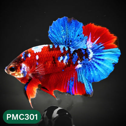 Multicolor Plakat Male Betta Fish | Show Grade |  You Pick Fish