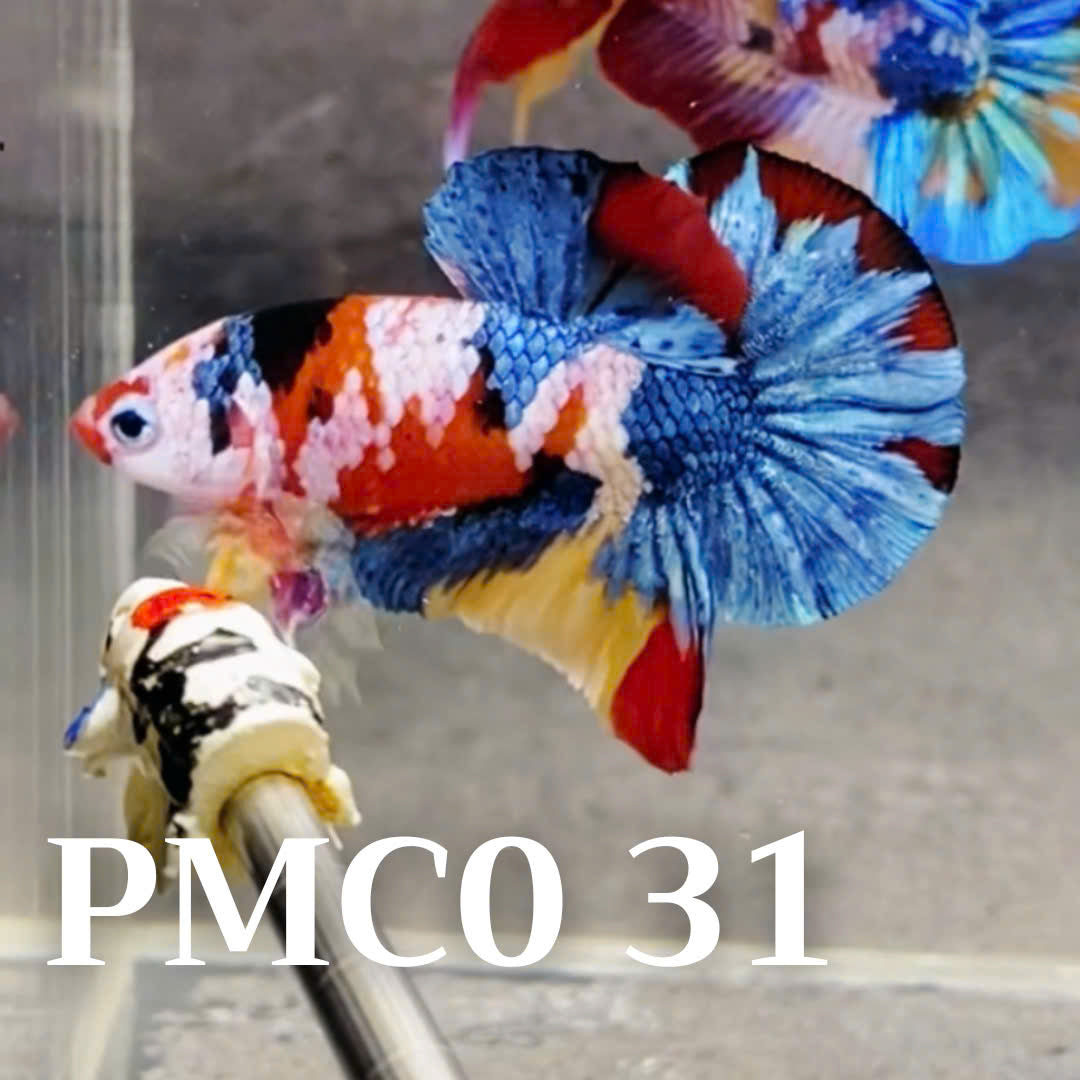 Multicolor Plakat Male Betta Fish |Show Grade|  You Pick Fish