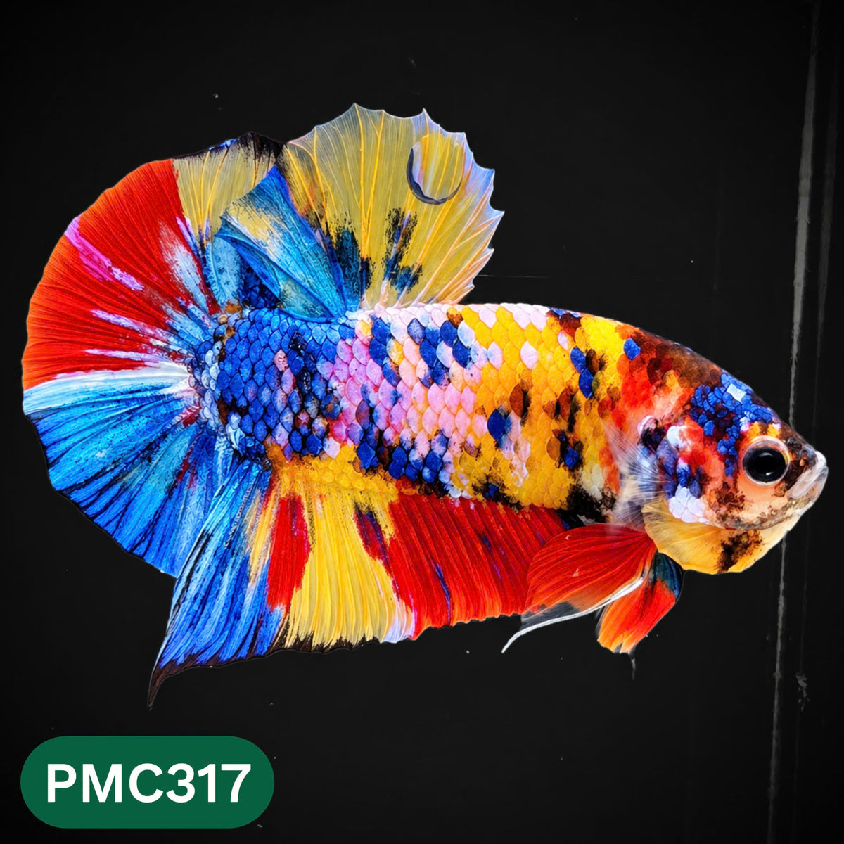 Multicolor Plakat Male Betta Fish | Show Grade |  You Pick Fish