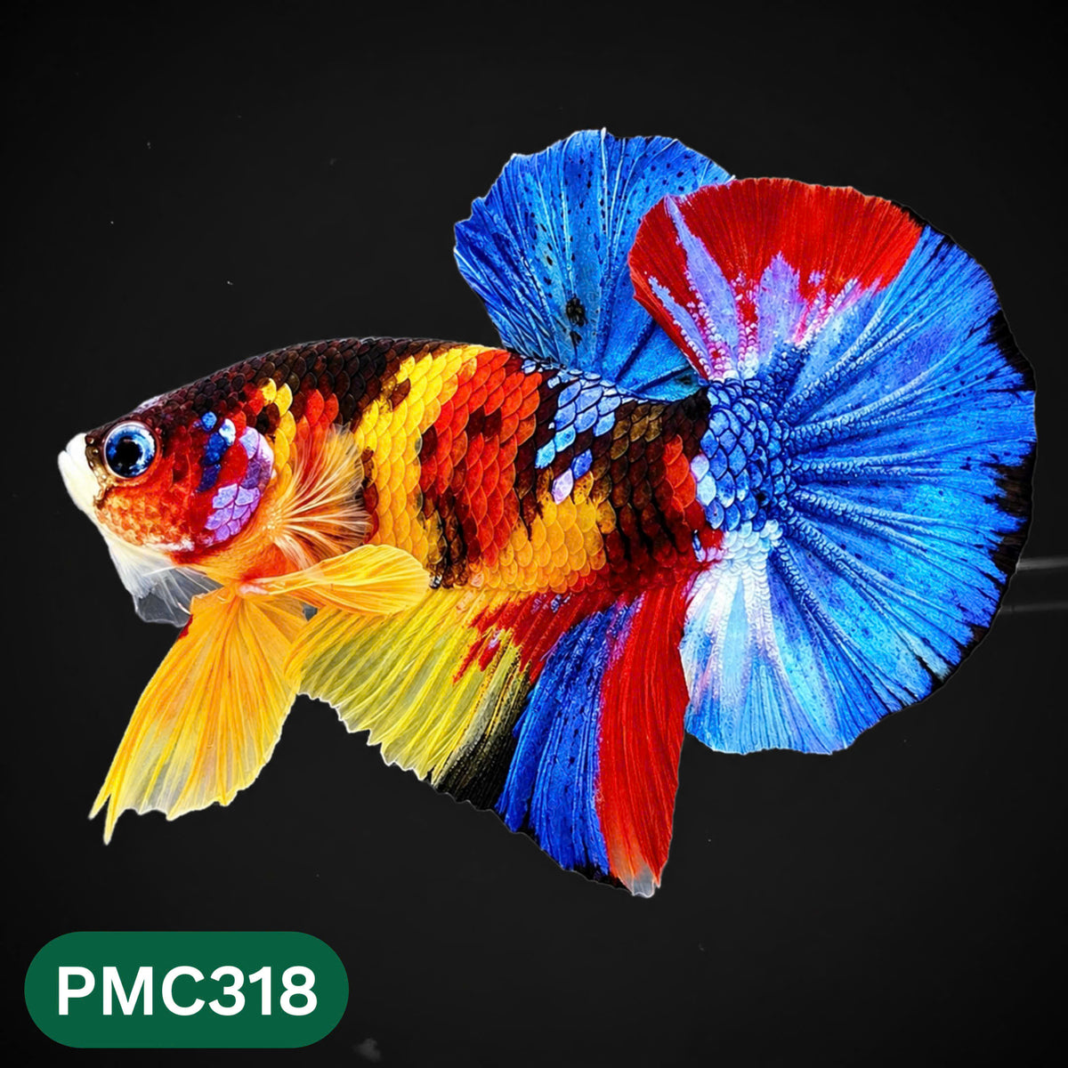 Multicolor Plakat Male Betta Fish | Show Grade |  You Pick Fish