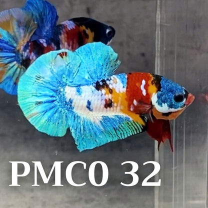 Multicolor Plakat Male Betta Fish |Show Grade|  You Pick Fish