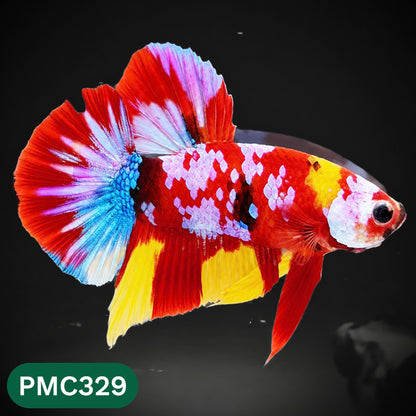 Multicolor Plakat Male Betta Fish | Show Grade |  You Pick Fish