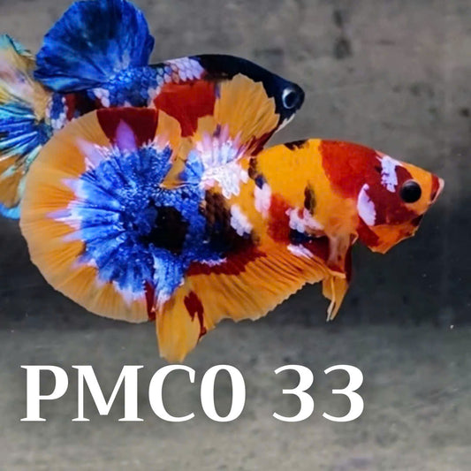 Multicolor Plakat Male Betta Fish |Show Grade|  You Pick Fish