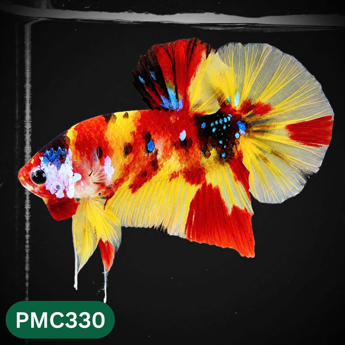 Multicolor Plakat Male Betta Fish | Show Grade |  You Pick Fish