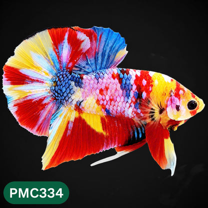 Multicolor Plakat Male Betta Fish | Show Grade |  You Pick Fish
