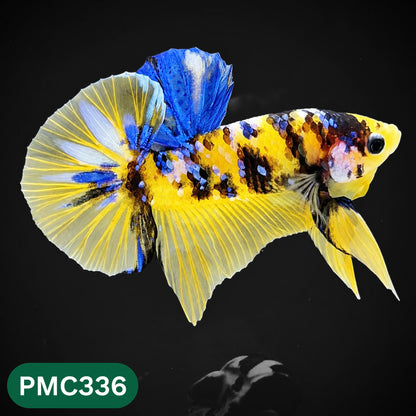 Multicolor Plakat Male Betta Fish | Show Grade |  You Pick Fish