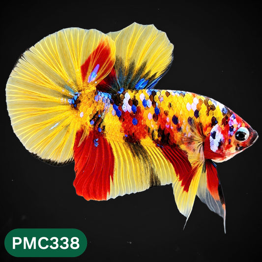 Multicolor Plakat Male Betta Fish | Show Grade |  You Pick Fish