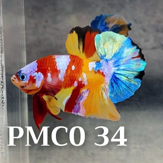 Multicolor Plakat Male Betta Fish |Show Grade|  You Pick Fish