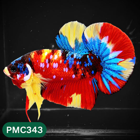 Multicolor Plakat Male Betta Fish | Show Grade |  You Pick Fish
