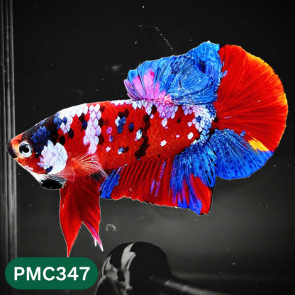 Multicolor Plakat Male Betta Fish | Show Grade |  You Pick Fish