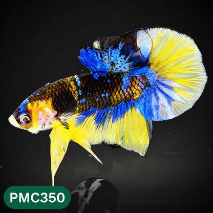 Multicolor Plakat Male Betta Fish | Show Grade |  You Pick Fish