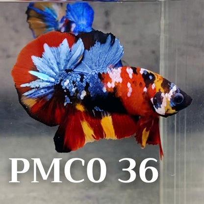 Multicolor Plakat Male Betta Fish |Show Grade|  You Pick Fish