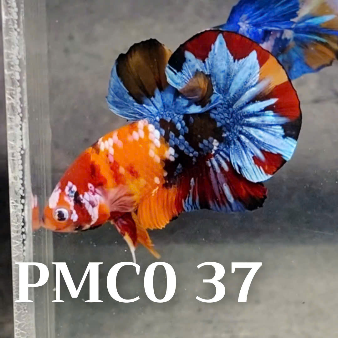 Multicolor Plakat Male Betta Fish |Show Grade|  You Pick Fish