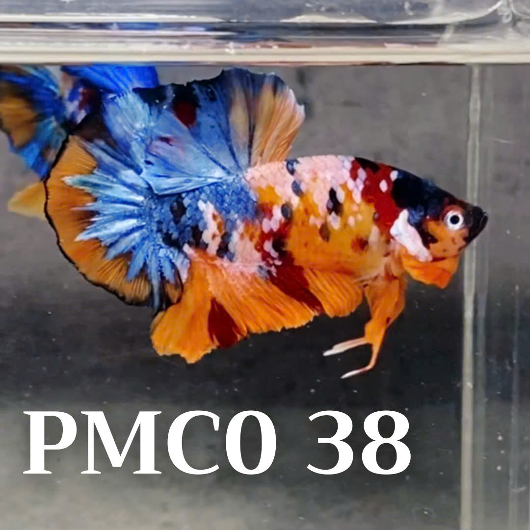 Multicolor Plakat Male Betta Fish |Show Grade|  You Pick Fish