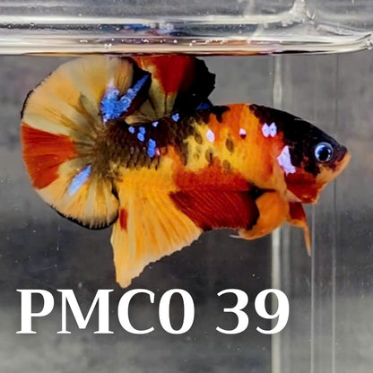 Multicolor Plakat Male Betta Fish |Show Grade|  You Pick Fish