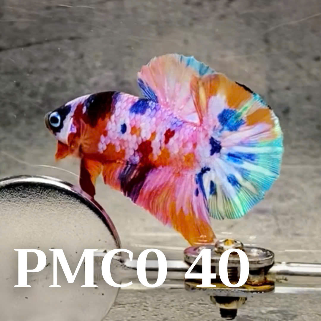 Multicolor Plakat Male Betta Fish |Show Grade|  You Pick Fish