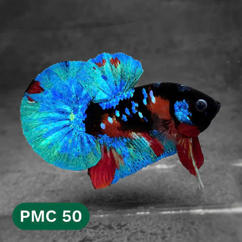 Multicolor Plakat Male Betta Fish |Show Grade|  You Pick Fish