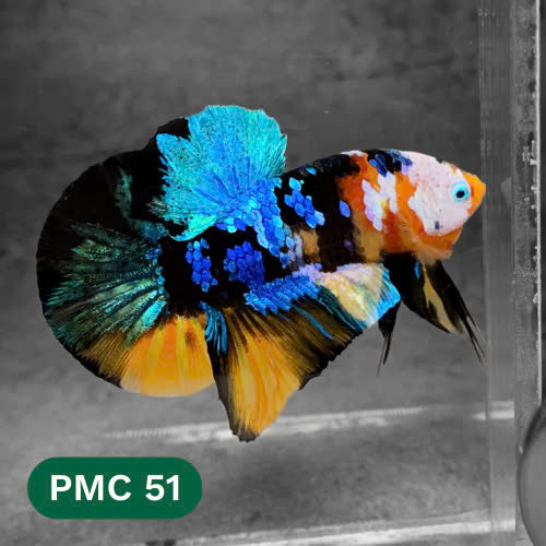 Multicolor Plakat Male Betta Fish |Show Grade|  You Pick Fish