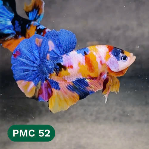 Multicolor Plakat Male Betta Fish |Show Grade|  You Pick Fish