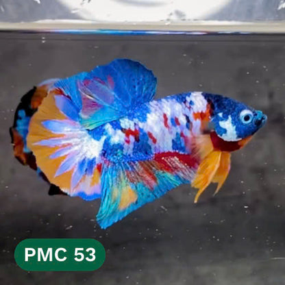 Multicolor Plakat Male Betta Fish |Show Grade|  You Pick Fish