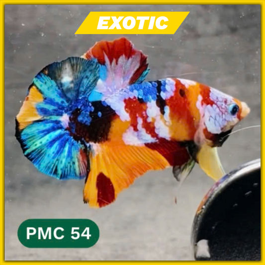 Multicolor Plakat Male Betta Fish |Show Grade|  You Pick Fish