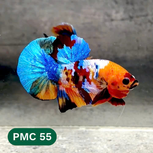 Multicolor Plakat Male Betta Fish |Show Grade|  You Pick Fish