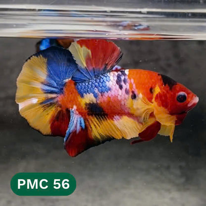 Multicolor Plakat Male Betta Fish |Show Grade|  You Pick Fish