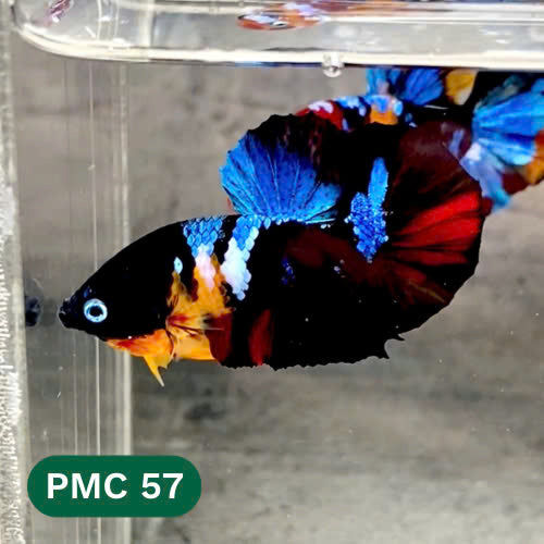 Multicolor Plakat Male Betta Fish |Show Grade|  You Pick Fish