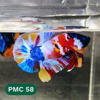 Multicolor Plakat Male Betta Fish |Show Grade|  You Pick Fish