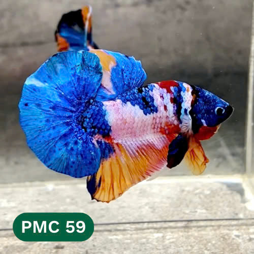 Multicolor Plakat Male Betta Fish |Show Grade|  You Pick Fish