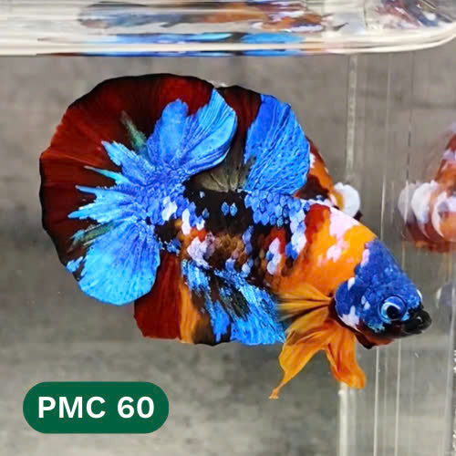 Multicolor Plakat Male Betta Fish |Show Grade|  You Pick Fish