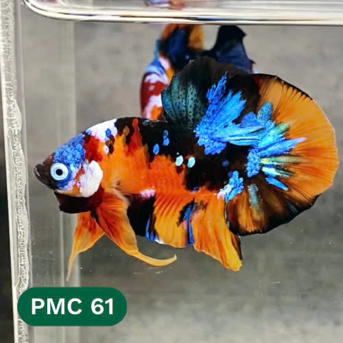 Multicolor Plakat Male Betta Fish |Show Grade|  You Pick Fish