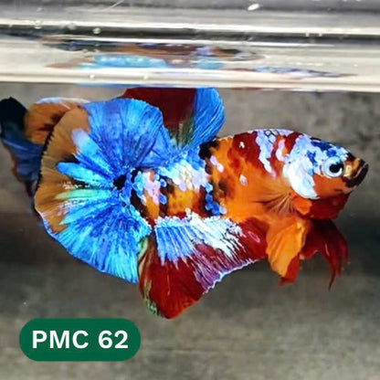 Multicolor Plakat Male Betta Fish |Show Grade|  You Pick Fish