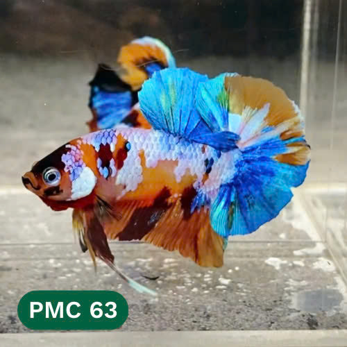 Multicolor Plakat Male Betta Fish |Show Grade|  You Pick Fish