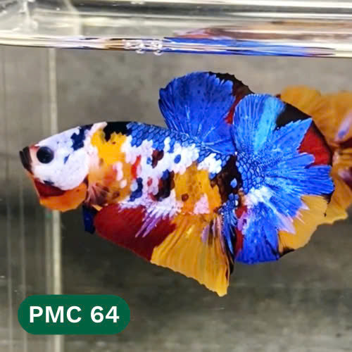 Multicolor Plakat Male Betta Fish |Show Grade|  You Pick Fish