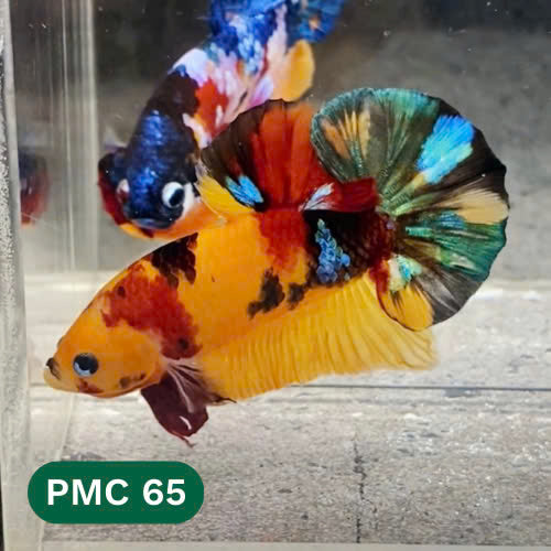 Multicolor Plakat Male Betta Fish |Show Grade|  You Pick Fish