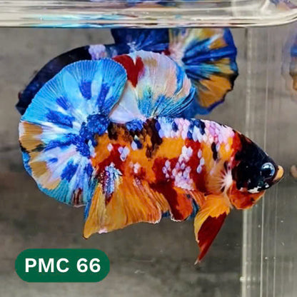 Multicolor Plakat Male Betta Fish |Show Grade|  You Pick Fish