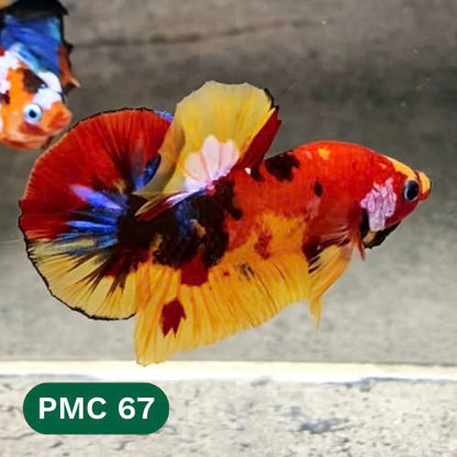 Multicolor Plakat Male Betta Fish |Show Grade|  You Pick Fish