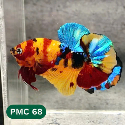 Multicolor Plakat Male Betta Fish |Show Grade|  You Pick Fish