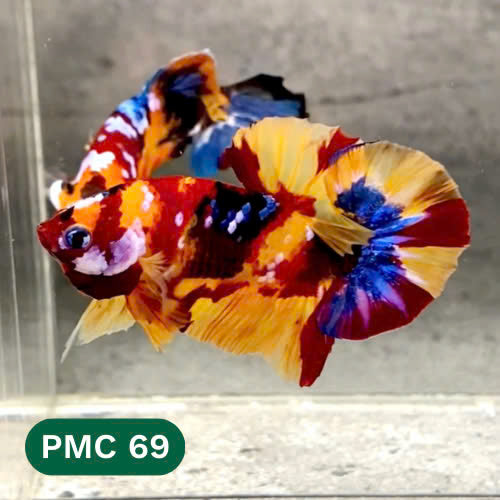 Multicolor Plakat Male Betta Fish |Show Grade|  You Pick Fish