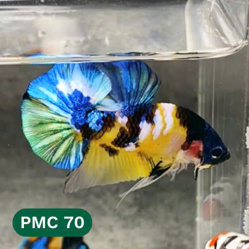 Multicolor Plakat Male Betta Fish |Show Grade|  You Pick Fish