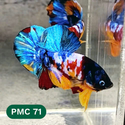 Multicolor Plakat Male Betta Fish |Show Grade|  You Pick Fish