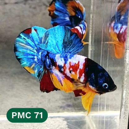 Multicolor Plakat Male Betta Fish |Show Grade|  You Pick Fish