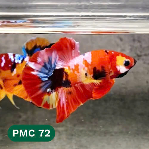 Multicolor Plakat Male Betta Fish |Show Grade|  You Pick Fish