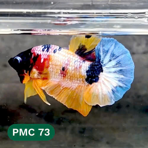 Multicolor Plakat Male Betta Fish |Show Grade|  You Pick Fish